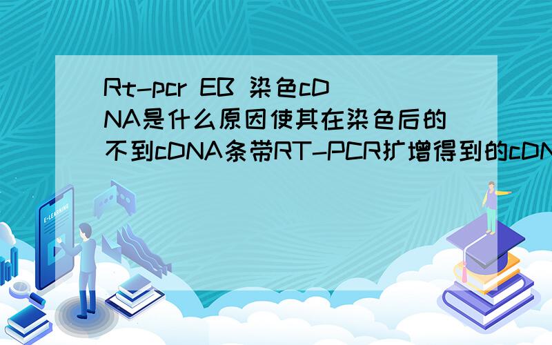 Rt-pcr EB 染色cDNA是什么原因使其在染色后的不到cDNA条带RT-PCR扩增得到的cDNA是什么原因使其在跑电泳之后不出现cDNA条带？